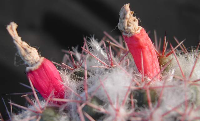 Mammillaria pseudoscrippsiana (1).jpg